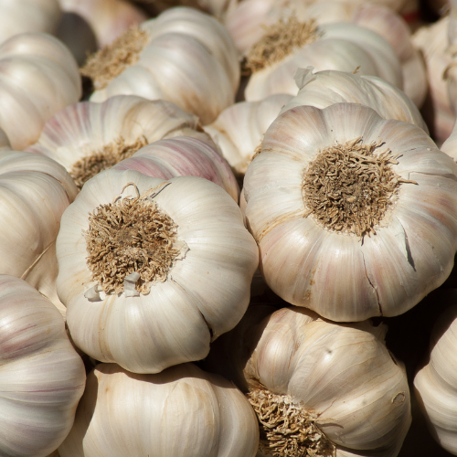 Normal Garlic